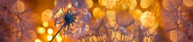 Кухонный фартук Мерцание Одуванчики золотистые 3 серебро в Самаре - samara.katalogmebeli.com | фото